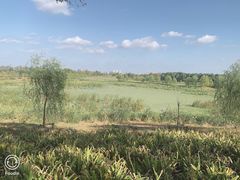 -洪湖湿地生态园