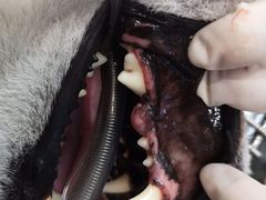 -美联众合动物医院·24h转诊中心