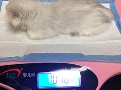 -安安宠医宠物医院·异宠·犬猫内科(岳阳分院)