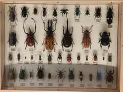 -美国自然历史博物馆