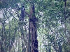 -中国科学院西双版纳热带植物园