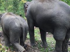 -Elephant Care & Grand Canyon Jumping