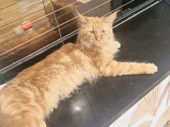 -楼上猫咖(罗湖店)