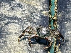 -卡帕莱度假村(西巴丹岛)