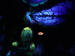 -奥兰多迪士尼动物王国乐园