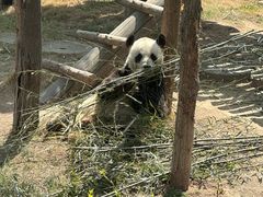 -西霞口神雕山野生动物世界