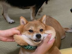 -逗柴咖啡屋·狗咖猫咖宠物桌游