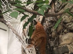 -喵屿·大理花园猫咖