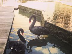 -行者书屋大堂吧 ·下午茶(南京圣和府邸酒店)