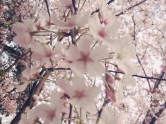 -武汉大学-樱园