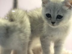 -喵的天空名猫咖啡馆·撸猫·猫舍·用品