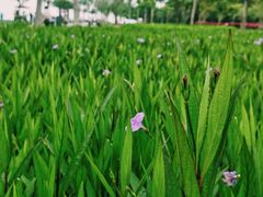 -野狸岛
