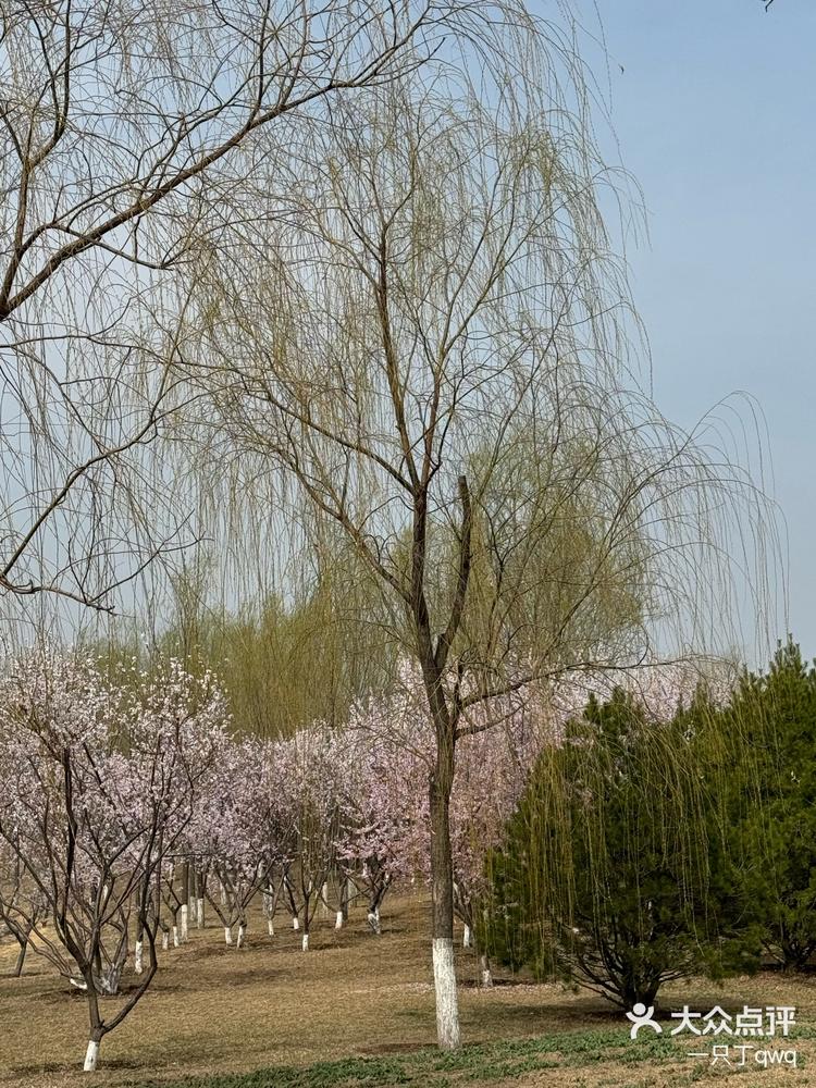 晋阳湖桃花岛图片