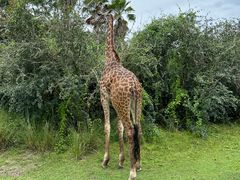 -奥兰多迪士尼动物王国乐园