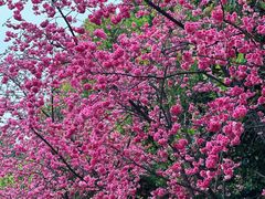 -洛龙公园