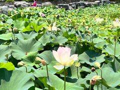 -莲花池公园