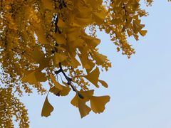 -蒙楼咖啡(清华大学蒙民伟楼店)