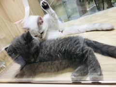 -屋虎猫馆(宝安大仟里店)