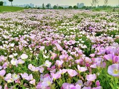 -汉长安城未央宫国家考古遗址公园