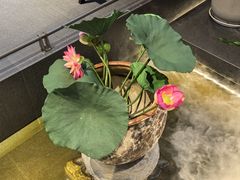 -单家老院·院子里的青岛菜(沙子口店)