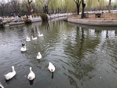-莲花池公园