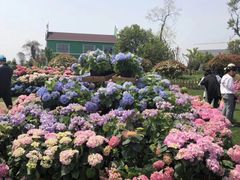 -荷兰花海