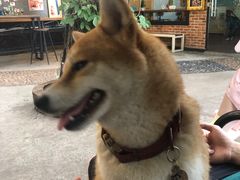 -柴犬高等学院·狗咖·柴犬售卖·宠物训练