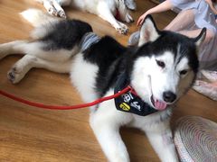 -Husky Go! 哈士奇体验馆·宠物咖啡厅狗咖