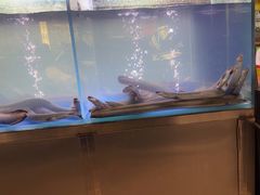 -本炙炭烤·蒲烧活鳗料理店(金沙洲店)