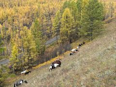 -莫尔道嘎国家森林公园