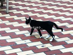 -有猫主题·治愈系猫咖(曾厝垵店)