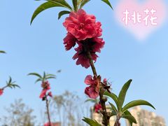 -四海公园(南山区)