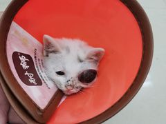 -立德动物医院·24小时中心(番禺区院区)