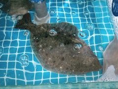 -宾朋海鲜饭庄(兴海路店)