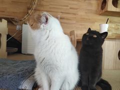 -喵屿·大理花园猫咖