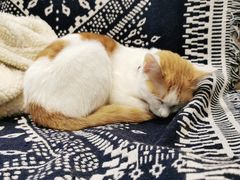 -平行世界·猫咖(首经贸店)
