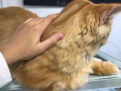 -Heymao猫咖.咖啡厅(东门店)