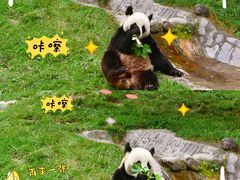 -卧龙中华大熊猫苑神树坪基地
