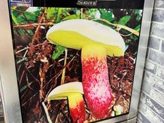 -菌之家·专业纯野生菌火锅·特色炒菌