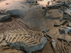 -自贡恐龙博物馆