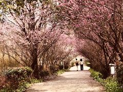 -南京市无想山景区