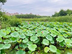 -马家湾湿地公园