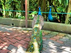 -吉隆坡雀鸟公园