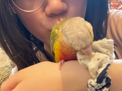 -吉丁鸟咖·异宠·寄养