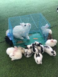 -萌宠亲子动物乐园(槐房万达店)