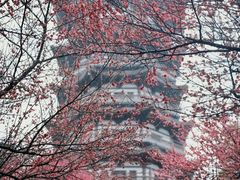 -洋湖国家湿地公园