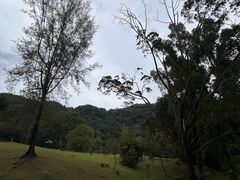 -槟城植物园