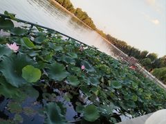 -后海公园