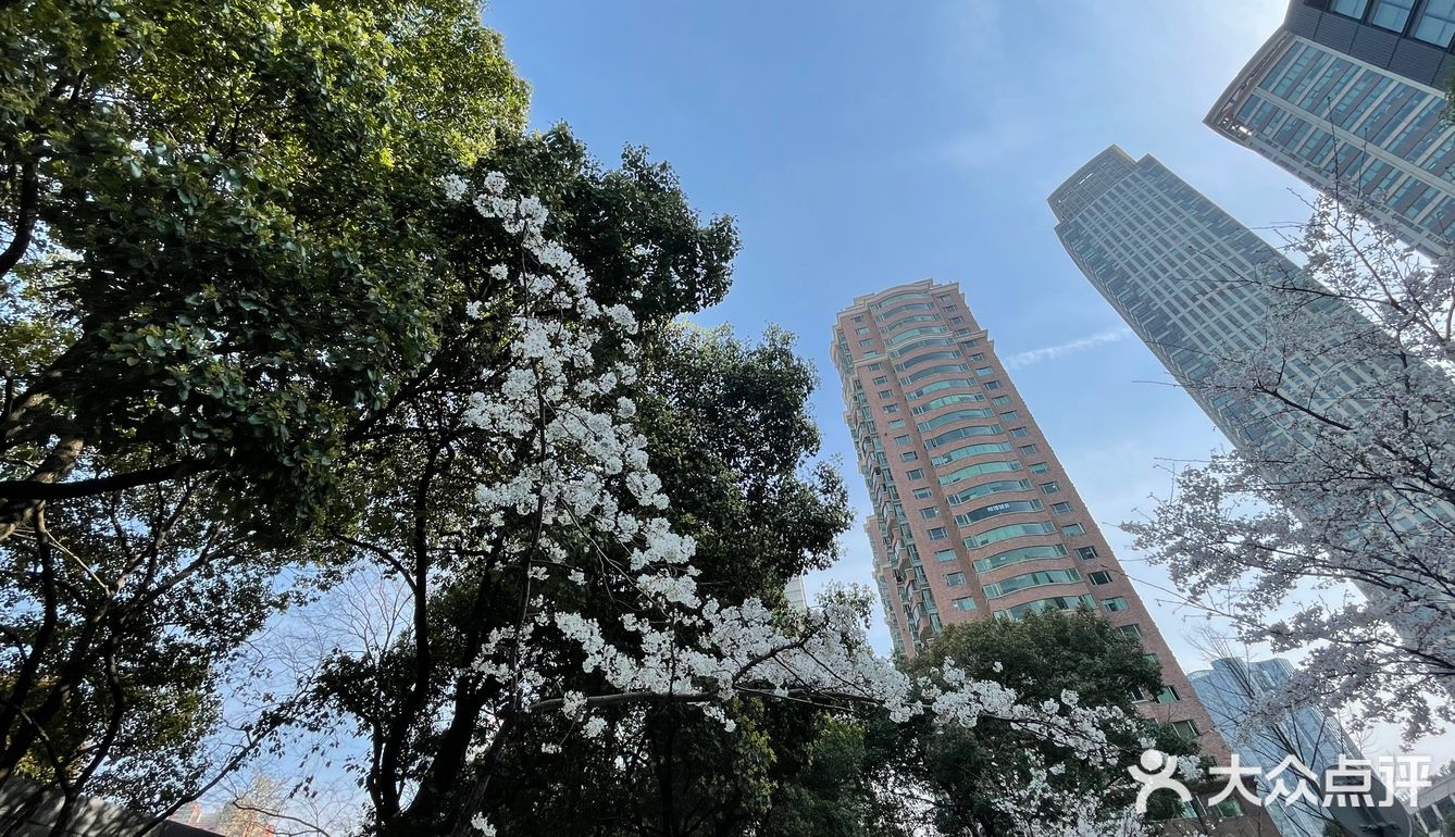 南西商圈的樱花和郁金香🌷让你幸福了吗？