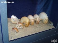 -亚龙湾中心广场·贝壳馆